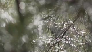 squirting by a dirt road